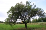 Artikelbild 0